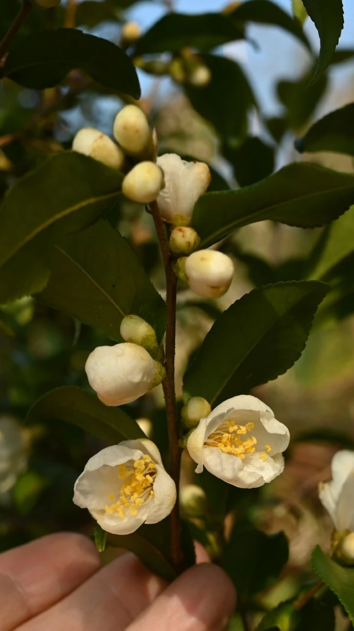 C. forrestii